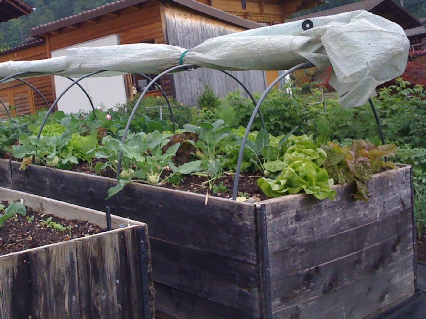 In Hochbeeten ist die Arbeitshöhe angenehmer – ansonsten gelten dieselben Gesetze wie im übrigen Garten. (Bild: Eveline Dudda)