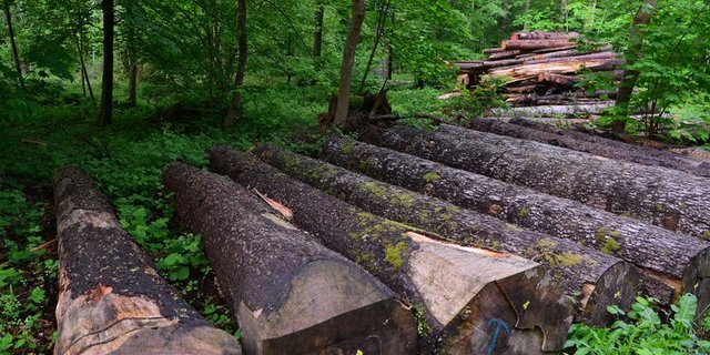 Holz ist zwar ein gefragter Werkstoff, die Waldeigentümer können von der hohen Nachfrage aber bisher nicht profitieren. (Bild Anna Suter / BauZ)