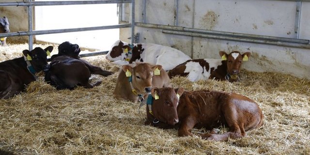 Kälber kommen oft früh mit Artgenossen von anderen Betrieben zusammen. Dann brauchen sie ein starkes Immunsystem, um gegen all diese fremden Erreger geschützt zu sein. (Bild ji) 