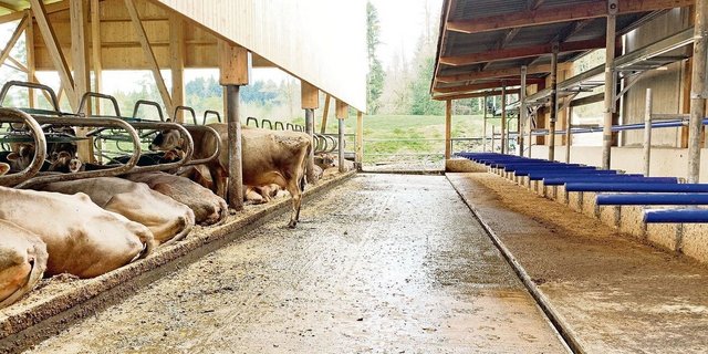 Harnrinne und erhöhter Fressplatz sind zwei mögliche emissionsmindernde Massnahmen. Hier realisiert im Musterstall von Roman Zimmermann, Merlischachen. 