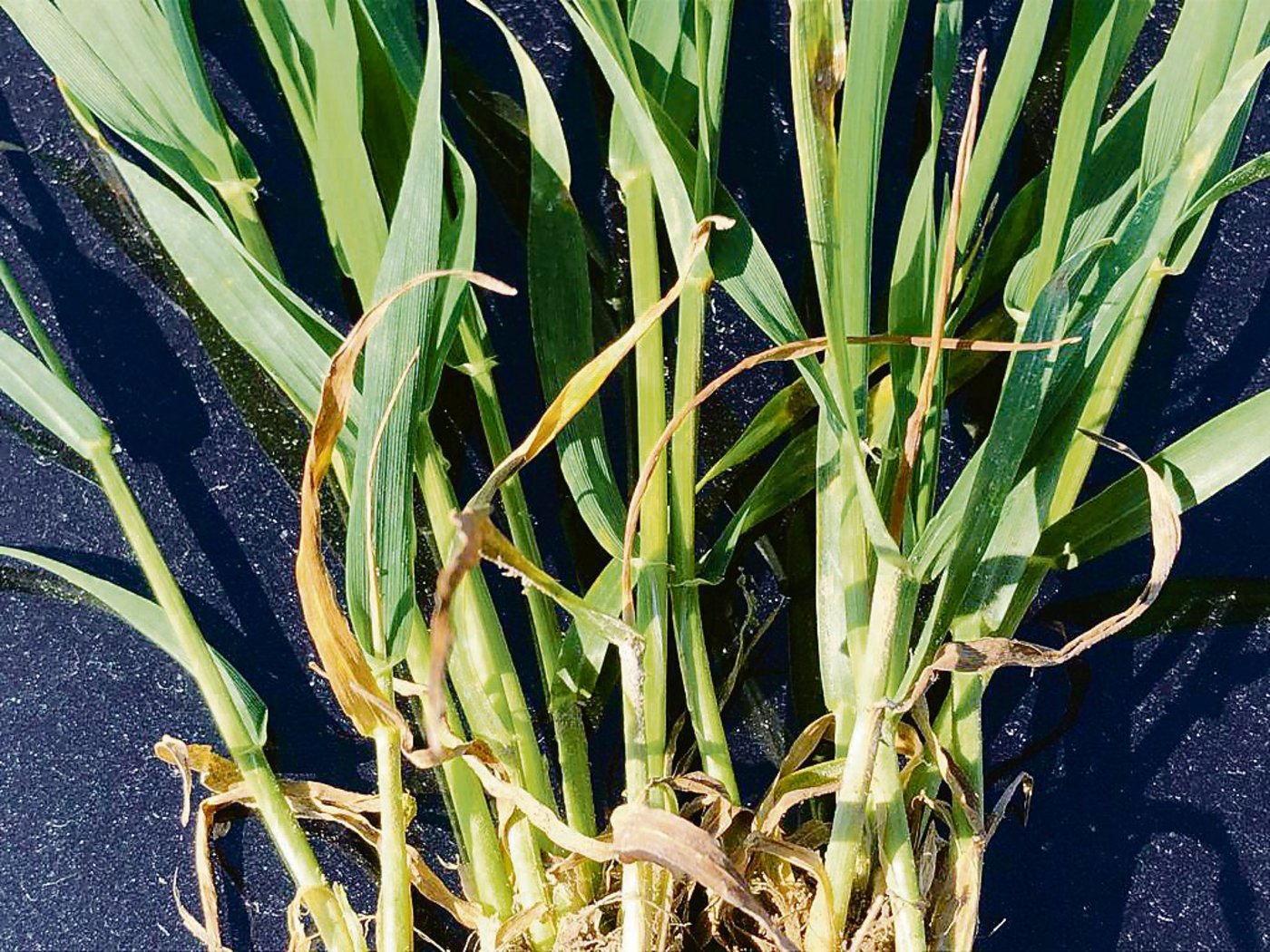 Abgestorbene Seitentriebe auf Winterweizen. Gleiches kann auch bei Wintergerste auftreten.(Bild Adrian Sutter)