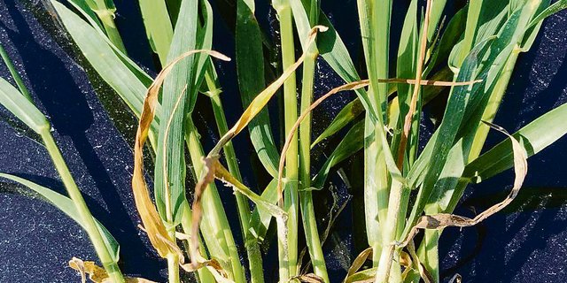 Abgestorbene Seitentriebe auf Winterweizen. Gleiches kann auch bei Wintergerste auftreten.(Bild Adrian Sutter)