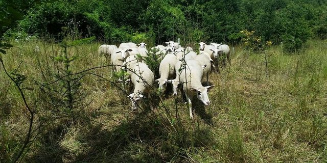 Spiegelschafe im Einsatz für Artenvielfalt und Nachhaltigkeit. (Bilder zVg/kl)