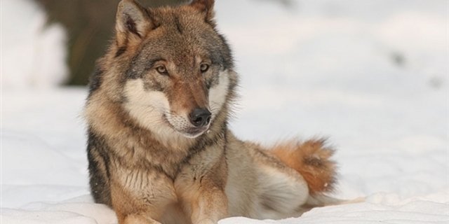 Im Glarnerland streift wieder ein Wolf umher. (Bild: Bernard Landgraf)