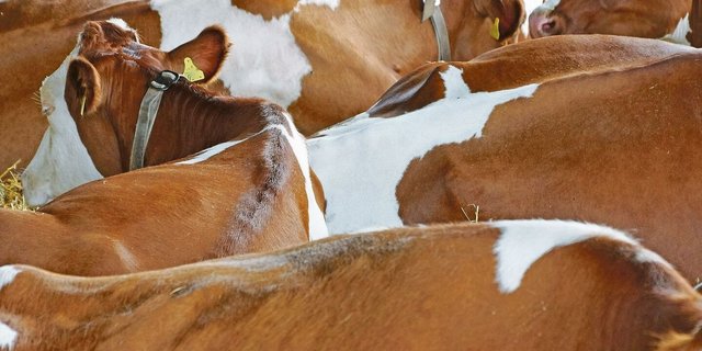 Was bedeutet für Tiere ein Leben in Würde, ab wann ist es Massentierhaltung? Da unterscheiden sich die Definitionen.