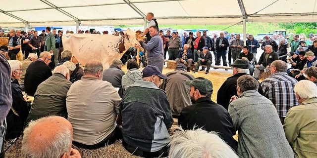 Sie weiss zu gefallen: Rebin Power Liz erzielte mit 5000 Franken den höchsten Tagespreis. Die leistungsstarke Red-Holstein-Kuh ist frisch gekalbt in zweiter Laktation und vereint auf ihren Papieren interessante Kuhlinien.