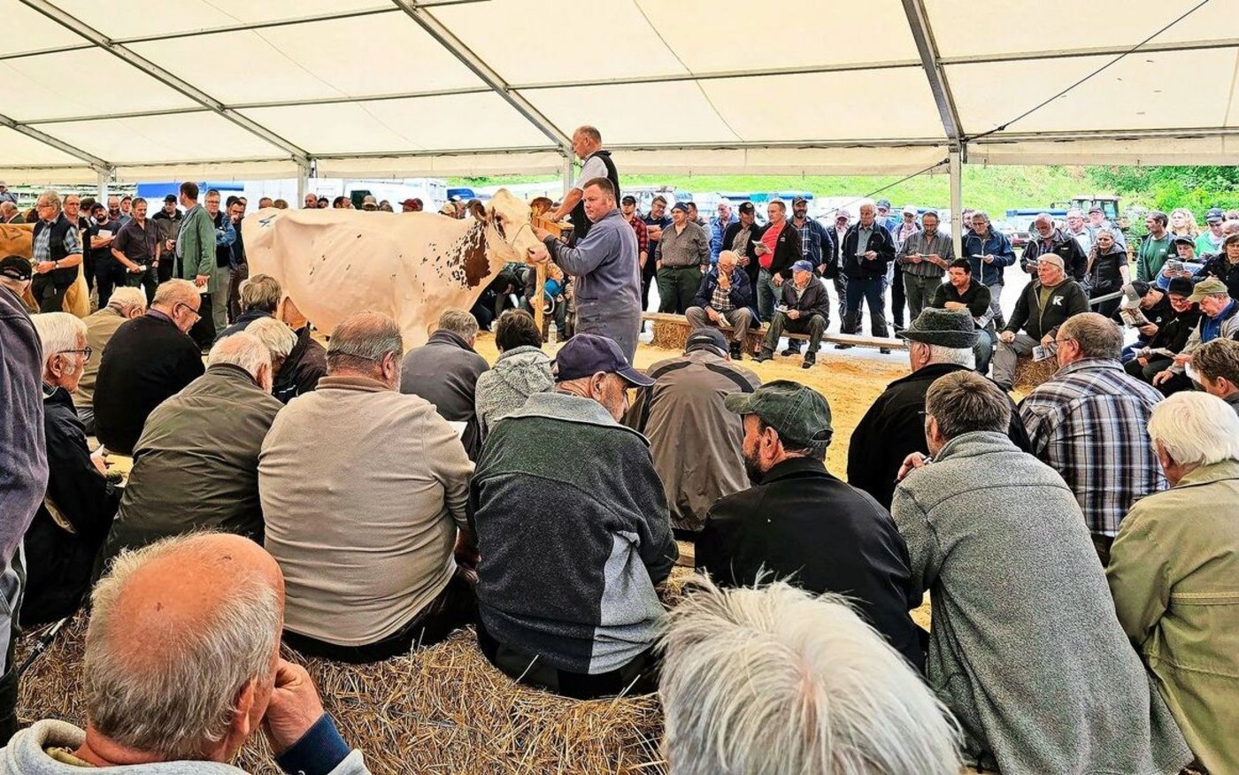 Sie weiss zu gefallen: Rebin Power Liz erzielte mit 5000 Franken den höchsten Tagespreis. Die leistungsstarke Red-Holstein-Kuh ist frisch gekalbt in zweiter Laktation und vereint auf ihren Papieren interessante Kuhlinien.