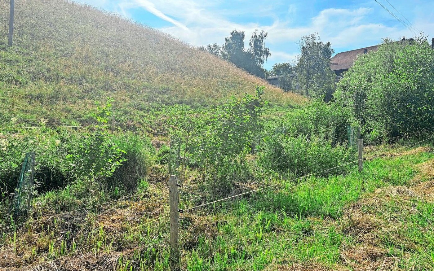 Insgesamt 100 m lang ist die gepflanzte Hecke auf dem Betrieb von Bernhard Marschall. Zum Schutz vor den Rehen mussten die Sträucher mit Stammschützen versehen werden. 