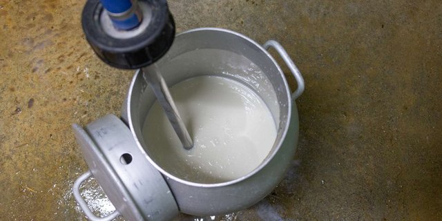 Die tatsächlich ausbezahlten Milchpreise liegen bereits vier und mehr Rappen über Vorjahresniveau. (Bild hja)