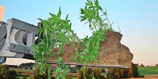 Oben dunkle Wurmerde, unten gut durchwurzelt und von Gängen durchzogen: Dieser Boden ist das Resultat eines Anbausystems mit Direktsaat, möglichst durchgehender Bedeckung und Pflanzenartenvielfalt.