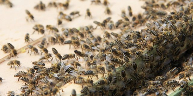 Arbeiterbienen schlafen getrennt nach Berufsgruppen. (Bild: Maja Dumat / pixelio.de)