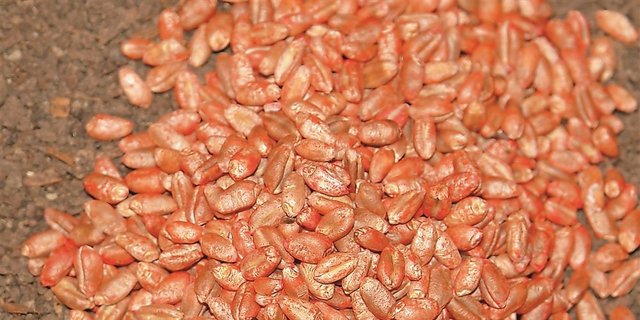 Trotz anderslautender Befürchtungen: Die Versorgung mit Getreidesaatgut für die kommende Aussaat sei gesichert, so der Schweizer Saatgutproduzentenverband. (Bild: Katharina Scheuner)