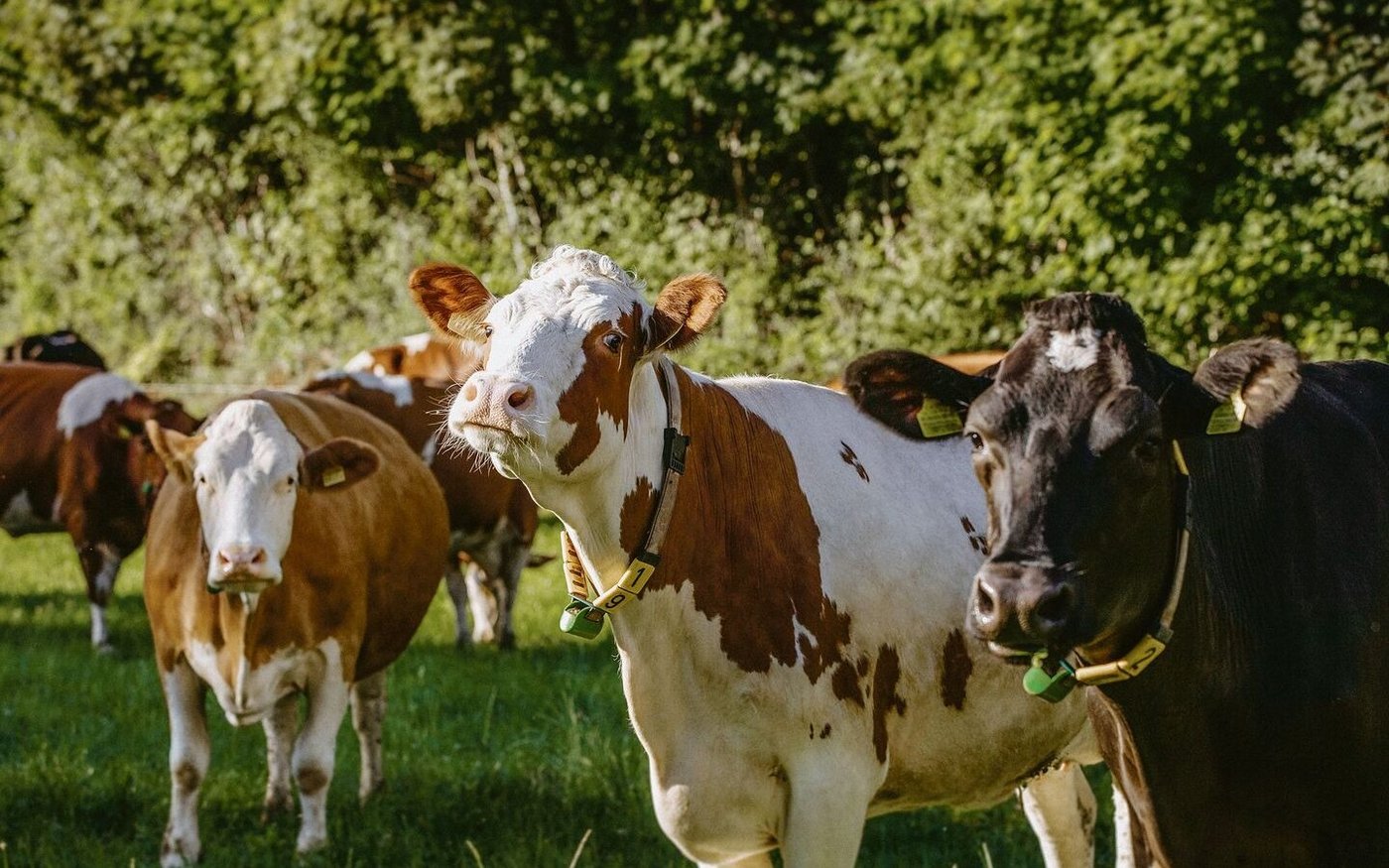 Kreuzungstiere unterstützt der Bund nicht mehr: Der Herdebuchbeitrag geht dabei verloren.