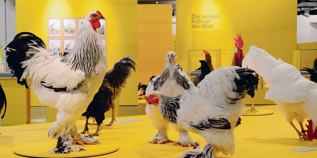 Die Vielfalt an Hühnerrassen gilt als Basis der Züchtung moderner Hochleistungshühner.(Bild zVg)