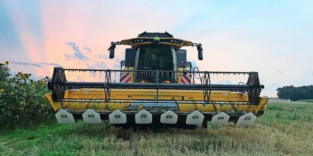 Hier wird Winterweizen mit einem Drescher geerntet, der zum Schutz des Sojas ausgerüstet worden ist.