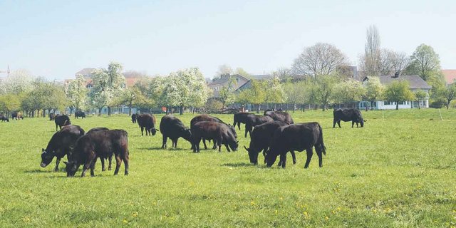 Ein idyllisches Bild wie es die Konsumentinnen und Konsumenten mögen: Die Angusherde der Betriebsgemeinschaft Kunz und Maag auf der Weide an den Ufern des Greifensees – mitten in einem Naherholungsgebiet der Region Uster.(Bild Christian Weber)