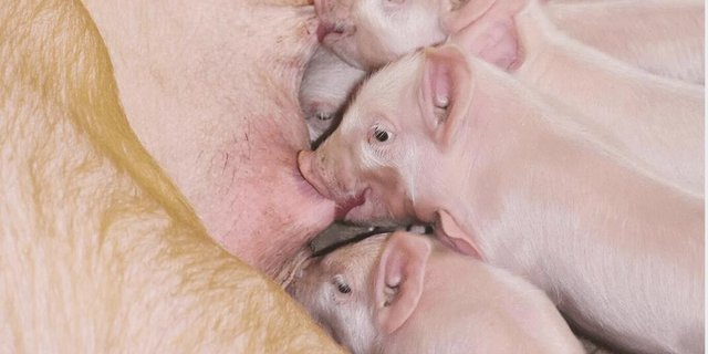 Man sehe aufgrund der Daten keinen akuten Handlungsbedarf, so die Suisag. (Bild zVg)