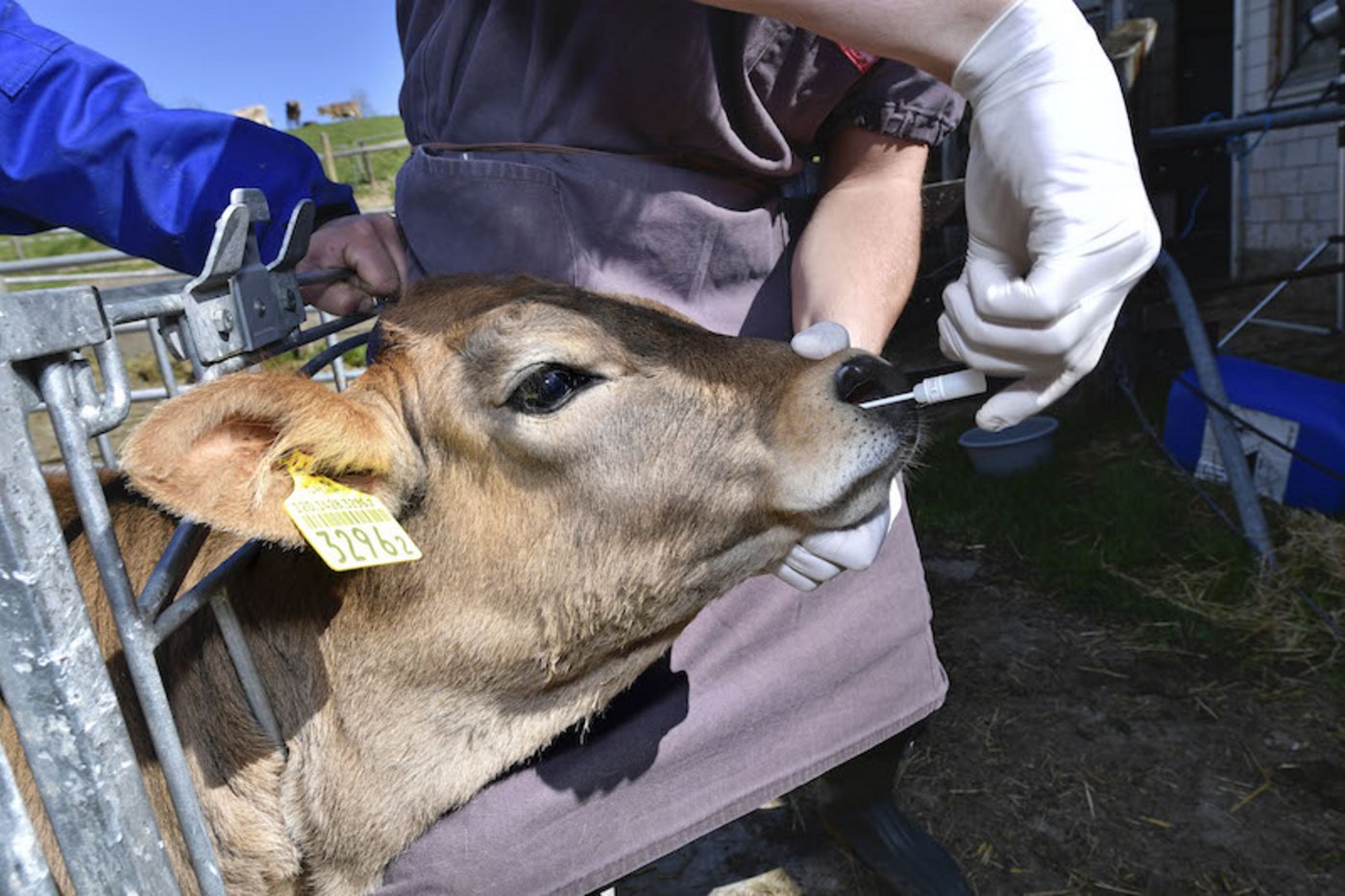 Bei ihren monatlichen Besuchen führten die Wissenschaftlerinnen und Wissenschaftler umfangreiche Gesundheitschecks bei den Kälbern durch. (Bild NFP 72, Peter Mosimann)