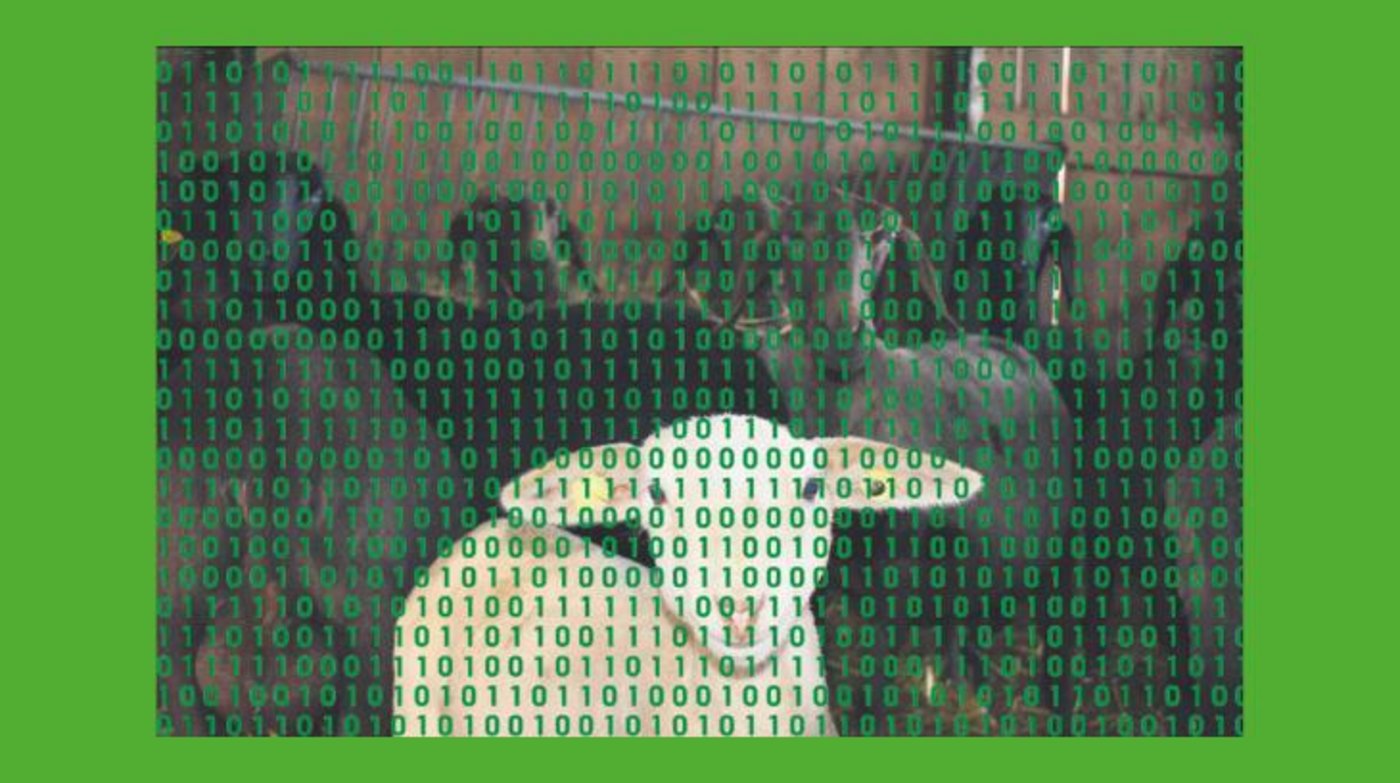 Ein Jahr nach der Einführung der Einzeltierregistrierung bei Schafen und Ziegen sind noch nicht alle Tiergeschichten fehlerfrei. Kommen solche Tiere in den Schlachthof, kostet es zehn Franken. (Bild dj/Montage dr)