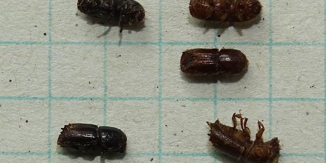 Die beiden schwarzen Buchdrucker links haben überwintert, die drei braunen Borkenkäfer rechts stammen aus der ersten neuen Generation 2018. (Thomas Gelbhaar/Oberforstamt AI)