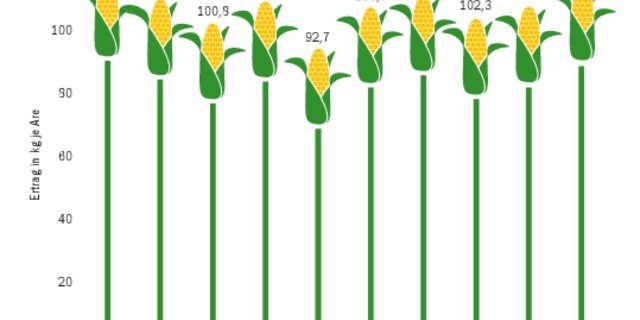 Die Erträge beim Körnermais liegen heuer noch deutlich über der guten Ernte von 2019. Die Spannweite der Erträge liegt 2020 zwischen 80 und 150 kg trockener Körnermais je Are.(Quelle Agristat und Umfrage BauZ/Grafik Bauz)