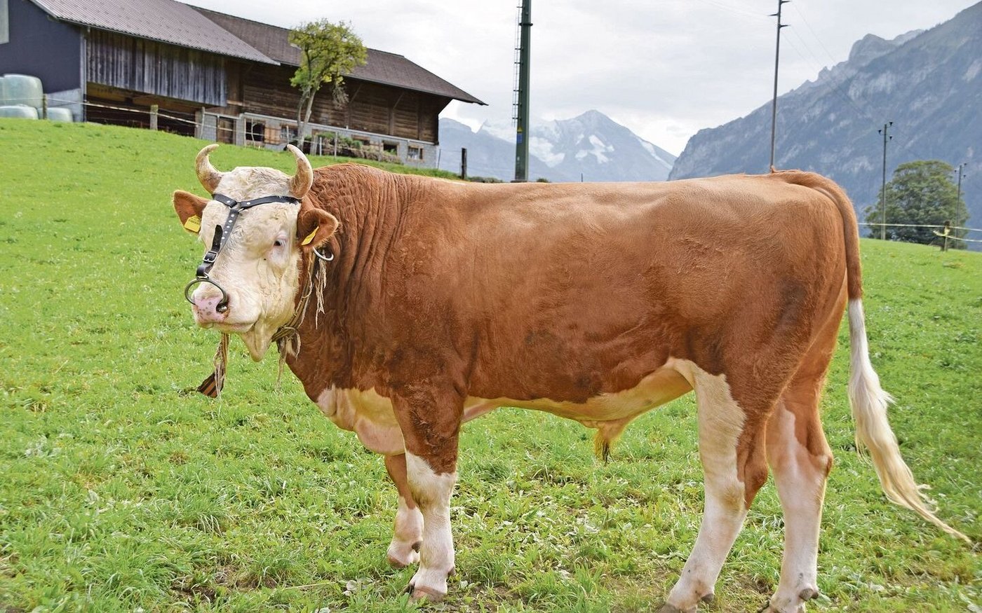 Den Cyrill-Sohn Tornado setzt Markus Rauber stark ein. Er stammt von der bekannten Kuh Balu Tina ab, Bild rechts.
