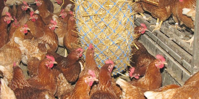 In einem Netz aufgehängtes Stroh dient der Beschäftigung der Hennen. Das ist besonders wichtig, wenn sie den Weideauslauf nicht nutzen können. Bild: Aviforum