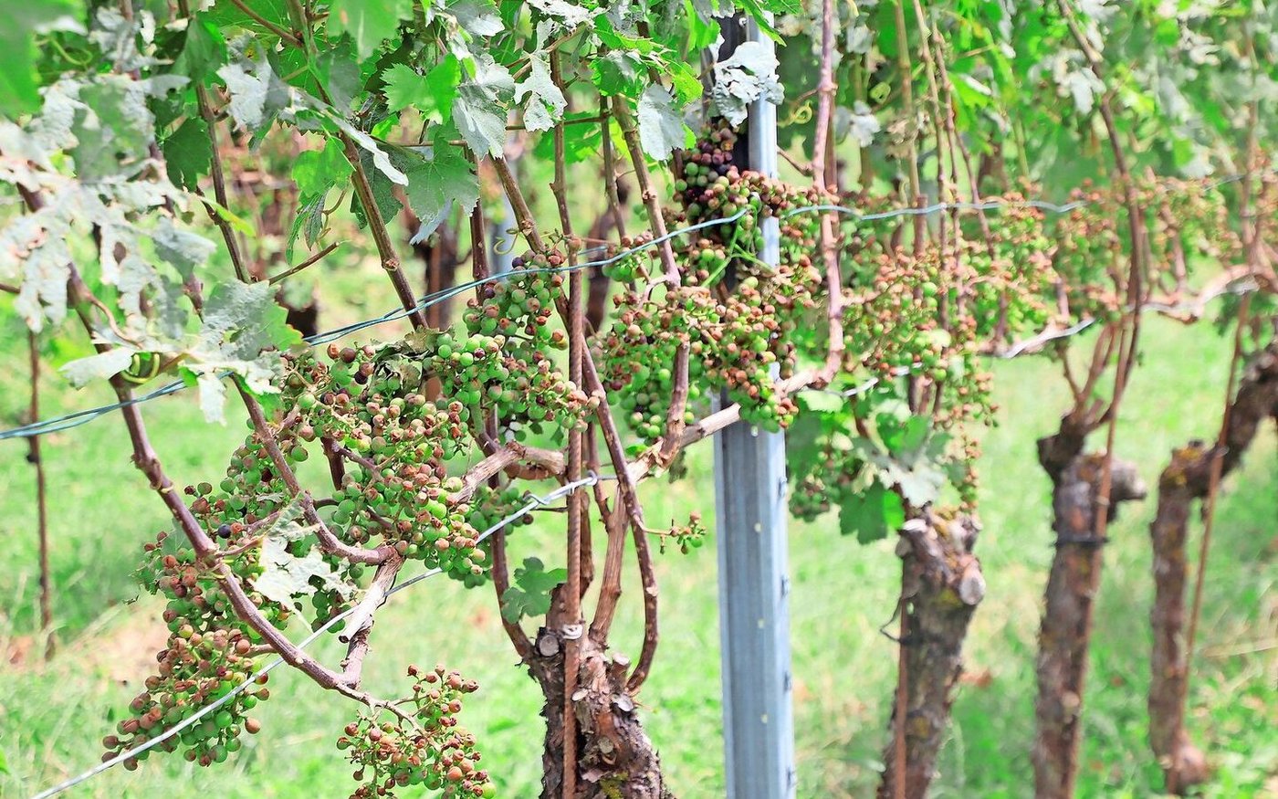 Die Trauben wurden vom Hagel arg in Mitleidenschaft gezogen. Sie müssen trotzdem geerntet und verlesen werden.