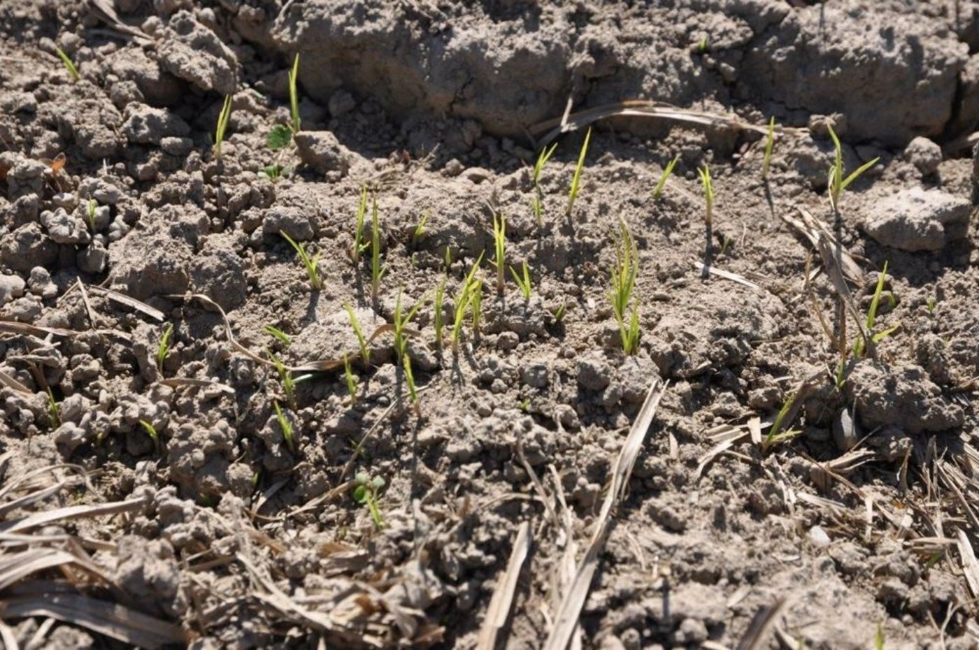 Erdmandelgras - eine frühzeitige Erkennung ist für eine erfolgreiche Bekämpfung entscheidend. (Bild: zVg)