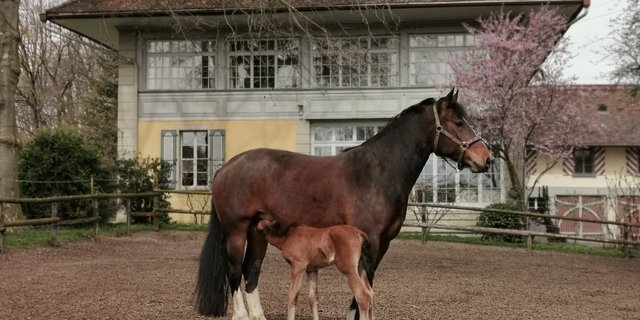 Ein Fohlen, das geboren wird, sollte geplant werden, will man die Inzuchtproblematik beim Freiberger nicht weiter ansteigen lassen. (Bild Simone Barth)