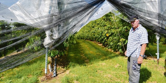 Die Seiten-Netze bedeuten zwar einen Mehraufwand, da man sie installieren und jeweils öffnen und schliessen muss, aber dafür ist die Kultur ohne Insektizid-Einsatz geschützt. Im Hintergrund eine Gelbfalle zur Überwachung der Kirschenfliege.(Bild jsc)