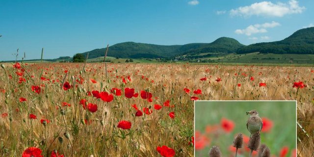 Die Veranstaltung zeigt auf welche Vorteile die Vielfalt bringen kann. (Bild Programm Schweizerische Vogelwarte)