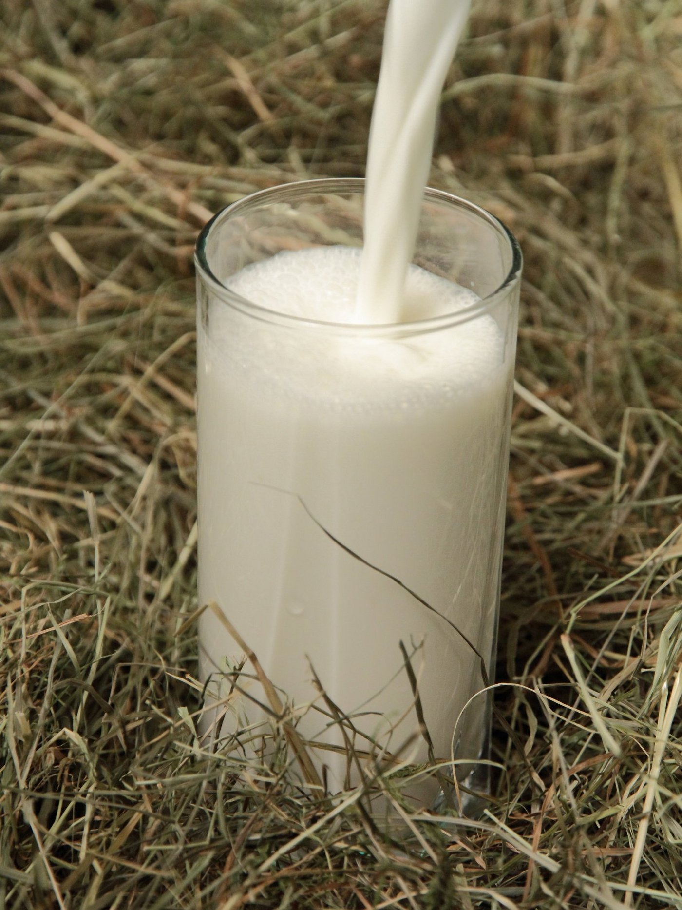Kuhmilch fördert das Wachstum mehr als pflanzliche Alternativen. (Bild Fotolia)