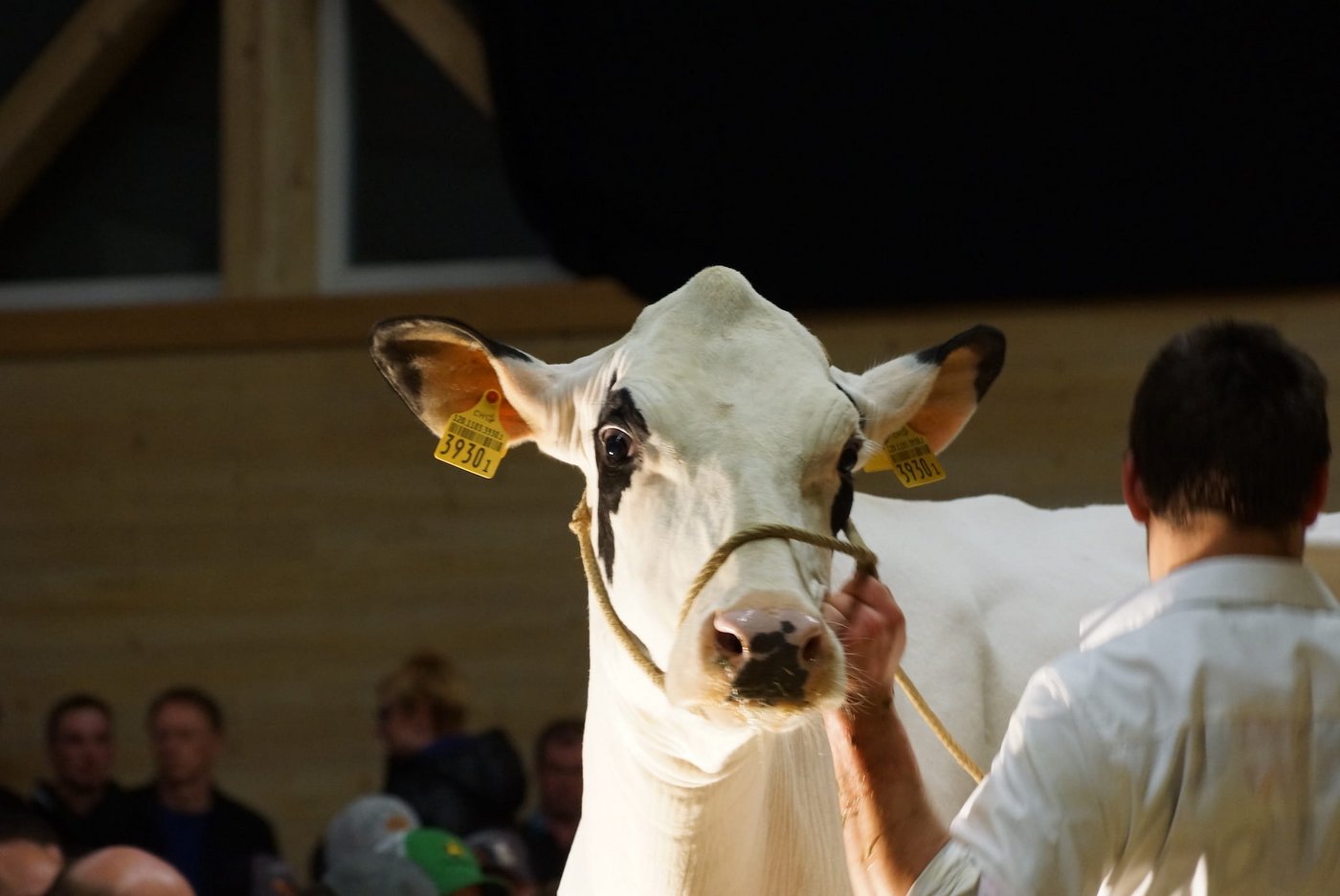 Darauf müssen die Züchter im Aargau warten: Auktionen wurden verschoben und abgesagt. (Symbolbild Ruth Aerni)