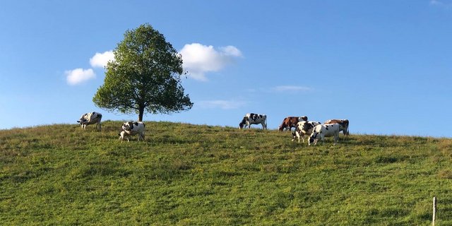 Der Ständerat will das Programm für die graslandbasierte Milch- und Fleischproduktion nicht flexibler handhaben. (Bild jba)