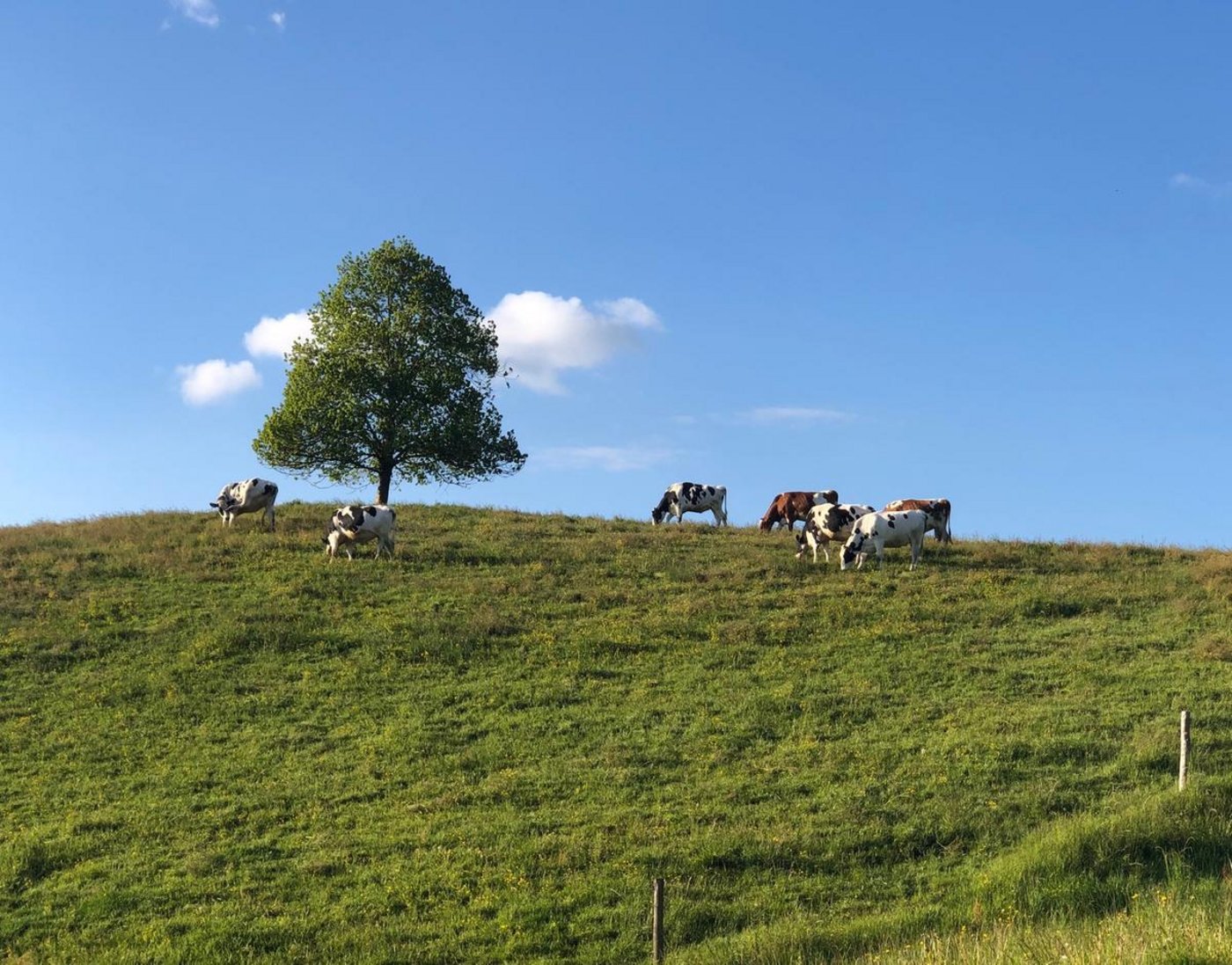 Der Ständerat will das Programm für die graslandbasierte Milch- und Fleischproduktion nicht flexibler handhaben. (Bild jba)