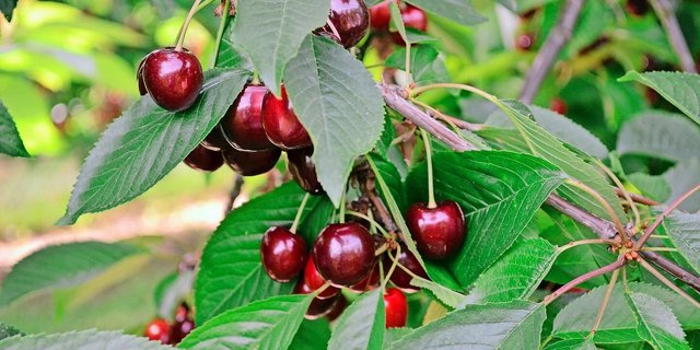 Die Kirschenproduzenten dürfen sich freuen: Aktuell wird in der gesamten Schweiz mit einer mengenmässig und qualitativ guten Ernte gerechnet. 