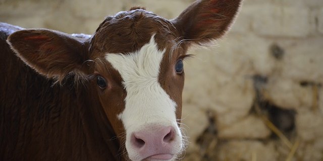 Der Traum vom Bauern eines Zimmermanns endete für sieben Kälber tödlich. (Symbolbild Pixabay)