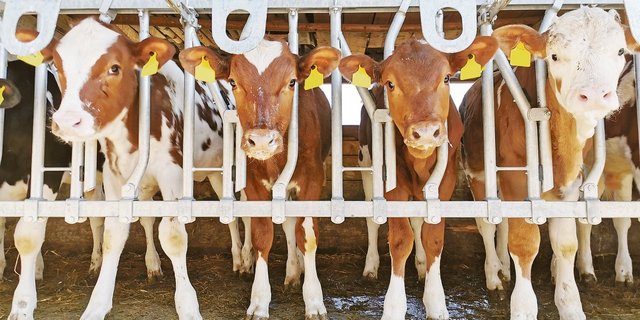 Eine Gruppe roter Herdebuchkälber. Was optisch nicht sichtbar ist, kommt auf dem Abstammungsschein zur Geltung. La Toya (2. v. r.) ist ein C-Tier. Ihre Mutter, ein RH-Rind, wurde im Natursprung von einem SF-Stier belegt. Damit ist La Toya ein Kreuzungsprodukt.   (Bild sb)