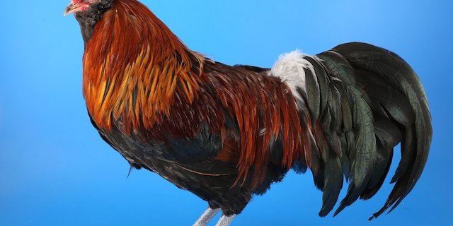 Ein rebhuhnhalsiger Hahn der Rasse Appenzeller Barthuhn. (Bilder zVg)