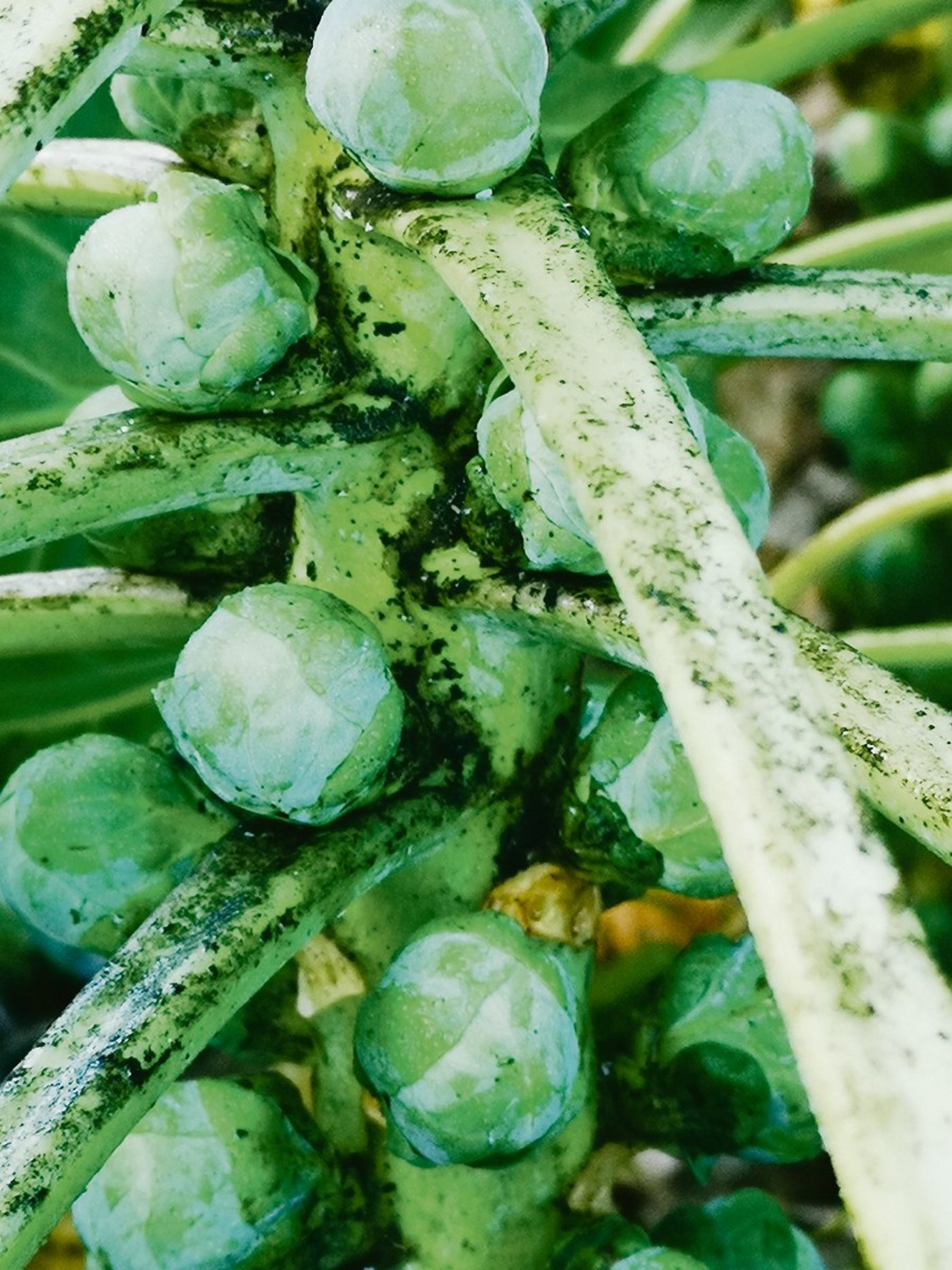 Nebst der Nässe ist auch schwarzer Russtaupilz, der durch Honigtau der Weissen Fliege entsteht, ein grosses Problem. Obwohl er abwasch- und abrüstbar ist, gilt er als Qualitätsmangel. (Bilder zVg)