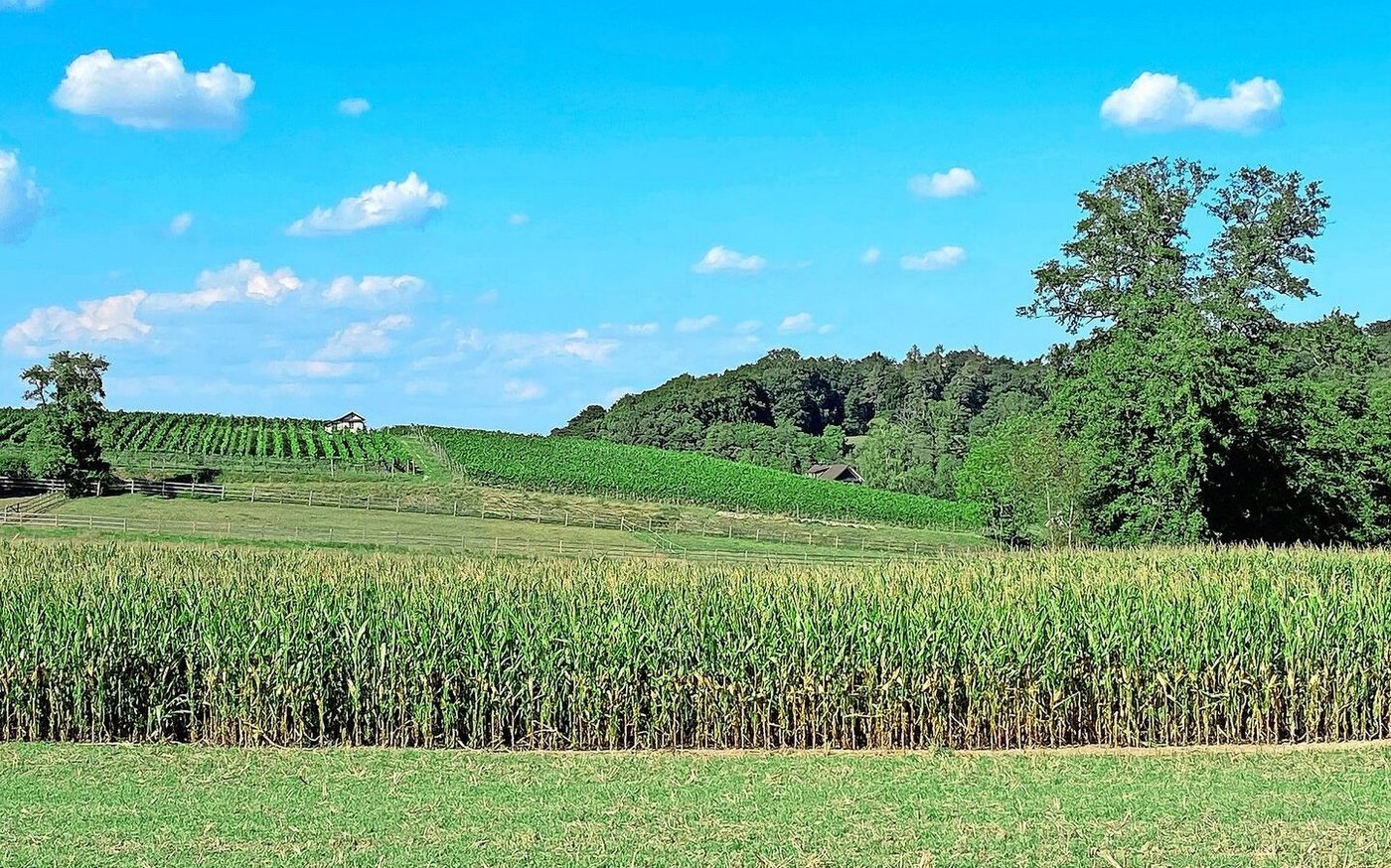Für eine abschliessende Einschätzung ist es noch zu früh, aber die stehenden Maisbestände sehen gut aus und könnten einen guten Ertrag abliefern, vermuten Experten.