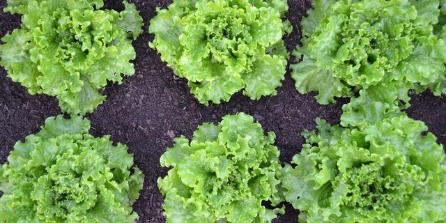 Die Blätter vom Batavia können von grün bis rot variieren. (Bild Pixabay)