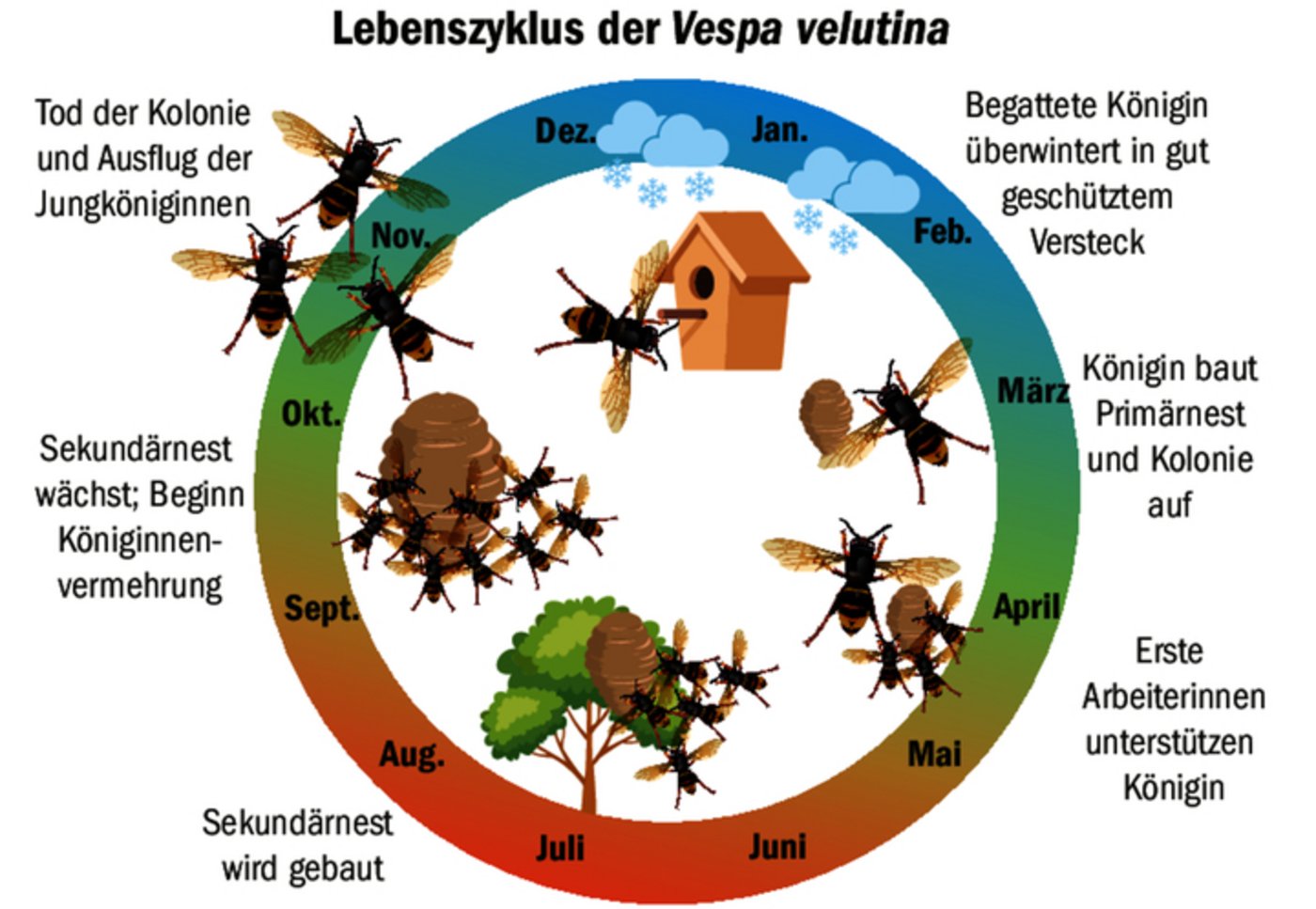 Mehrere 100 Jungköniginnen verlassen das Nest. Diejenigen, die den Winter überleben, bauen im Frühling eine neue Kolonie auf. 