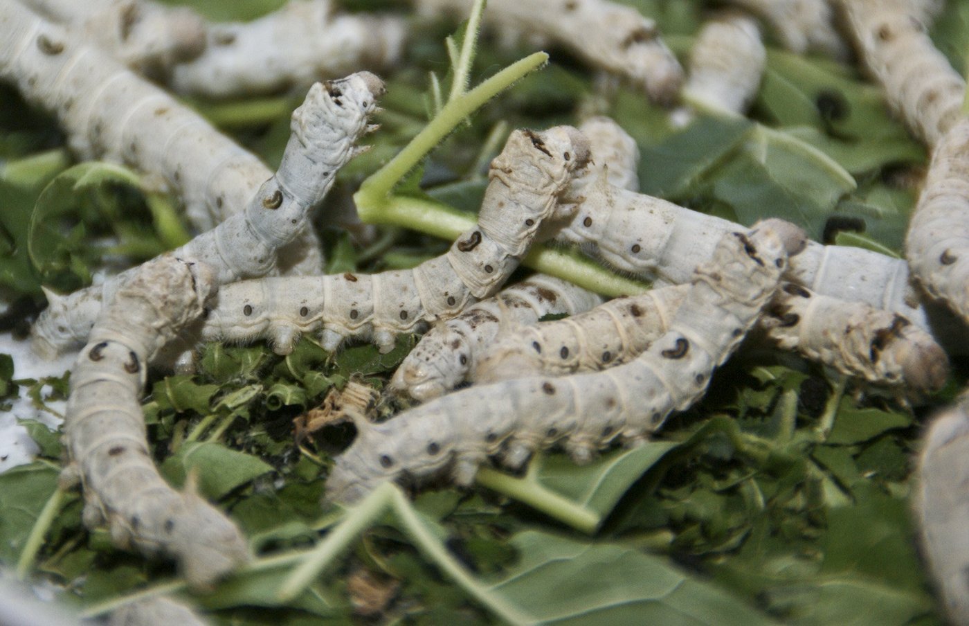Die Raupen spinnen für swiss silk seit 10 Jahren Rohstoffe für die Seidenproduktion. (lid)