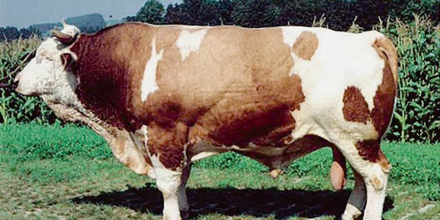 Der Simmentalerstier Zimbo aus der Zucht von Hans Gerber, Oberwil, hatte grossen Einfluss auf die Reinzucht.