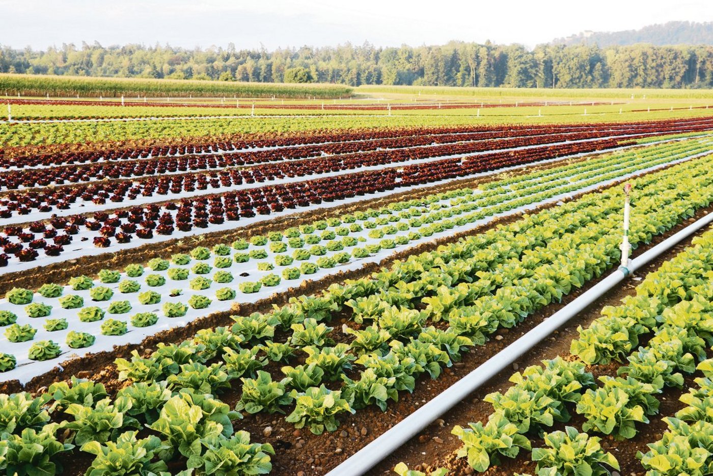 Die Region Seeland ist bekannt für ihren Gemüseanbau. Kommt das Projekt nicht zustande, wäre das ein grosser Schaden. (Bild BauZ)