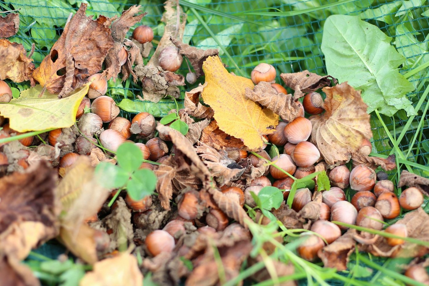 Auch in der Schweiz werden Haselnüsse produziert, es handelt sich jedoch um eine Nische. (Bild lid/mg)
