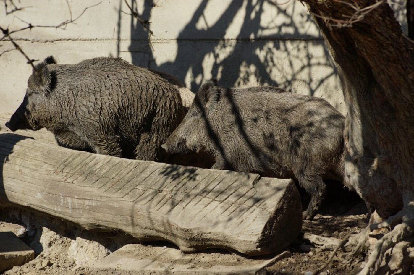 Gezüchtete Wildschweinen sollen nicht mehr transportiert werden. (Bild Pixabay)