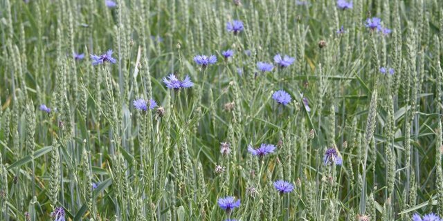 Die Fenaco versucht mit der Neulancierung der Marke AGROLINE beim Pflanzenschutz vermehrt alternative Wege zu gehen. (Bild lid)